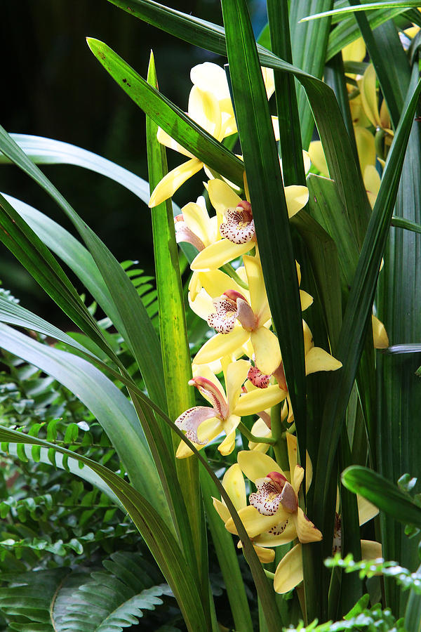 Orchids #15 Photograph by John Freidenberg