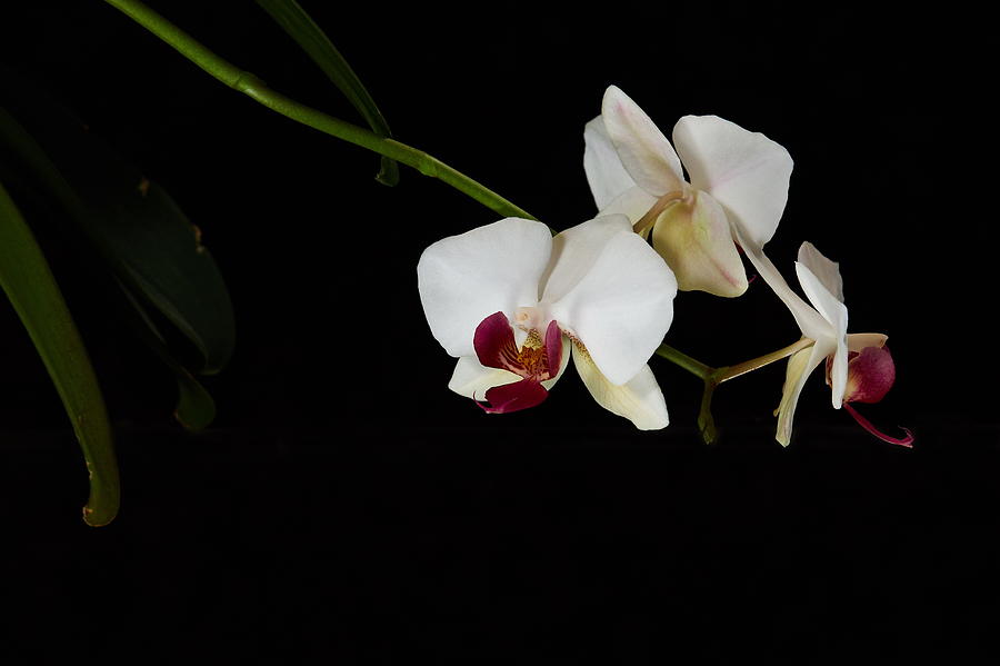 Orchids #15 Photograph by Jouko Lehto