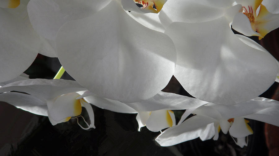 White Orchids Photograph by Xueyin Chen