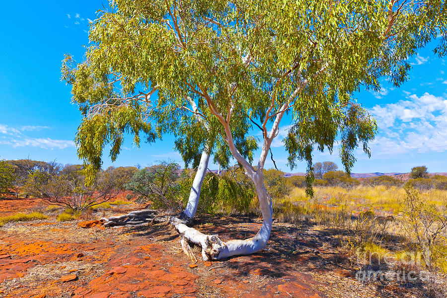 Palm Valley Central Australia  #15 Photograph by Bill  Robinson