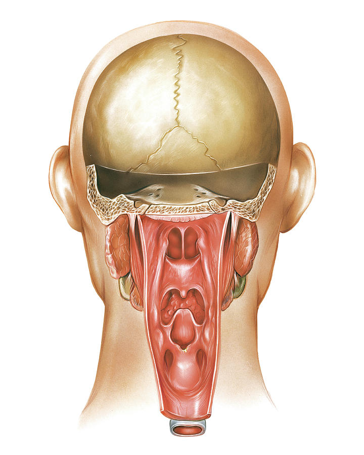 Paranasal Sinuses Photograph By Asklepios Medical Atlas Porn Sex Picture