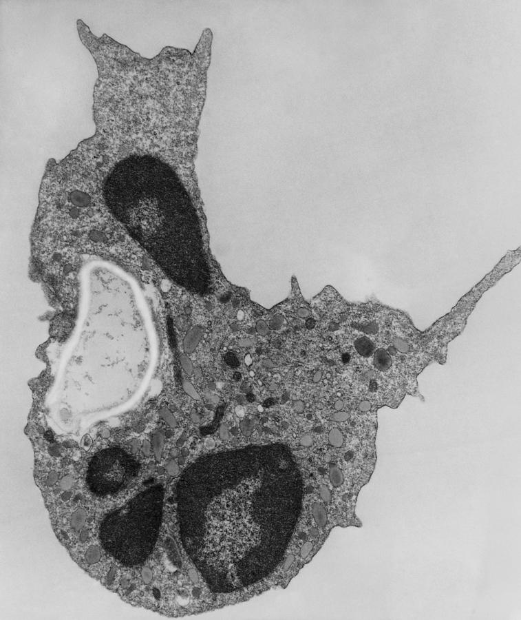 Phagocytosis #15 Photograph by Joseph F. Gennaro Jr.