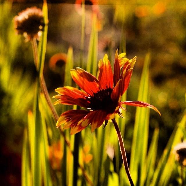 Sunflower Photograph - #photooftheday, #picoftheday #15 by Tony Martinez