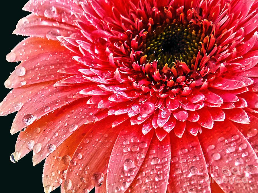 Flower Photograph - Pink Gerber #15 by Elvira Ladocki
