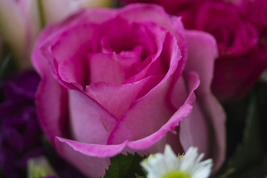 Pink Rose #15 Photograph by Susan Jensen