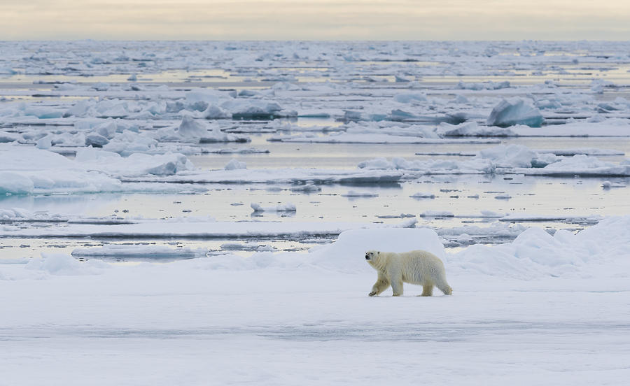 Polar Bear On Pack Ice Photograph By John Shaw - Fine Art America