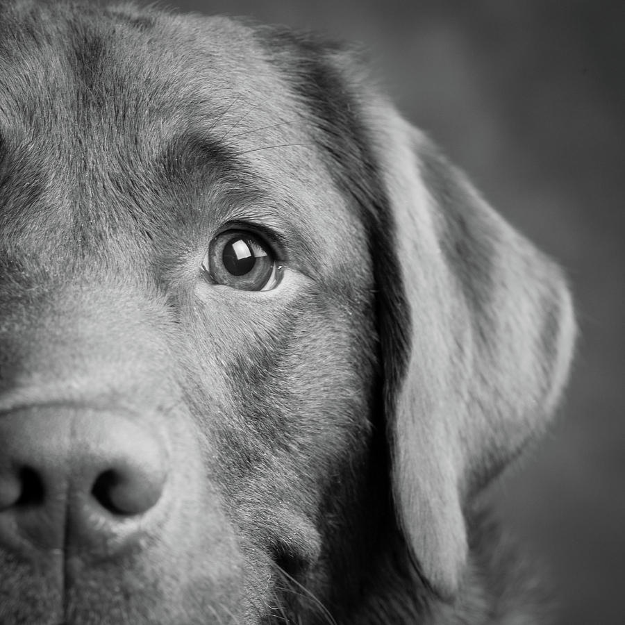 Black And White Photograph - Portrait Of A Chocolate Labrador Dog #15 by Animal Images