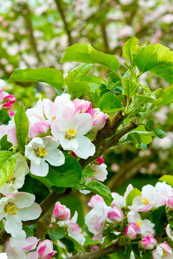 Prunus genus - Pink Cherry Blossom flower on a warm spring day ...