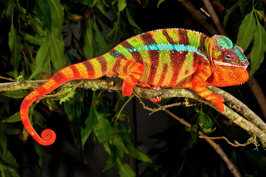 Rainbow Panther Chameleon, Fucifer #15 Photograph by David Northcott -  Pixels