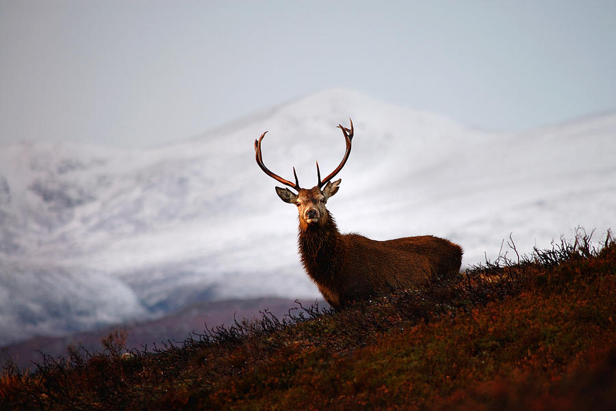 Red deer stag #15 Photograph by  Gavin Macrae