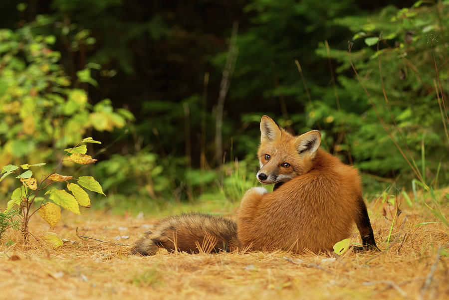 Red Fox - Algonquin Park #15 Photograph by Jim Cumming