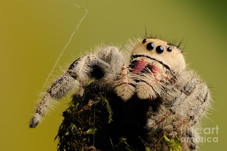Regal Jumping Spider #15 Photograph by Scott Linstead