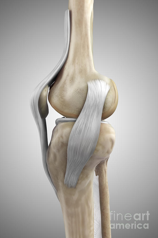 Right Knee Ligaments #15 Photograph by Science Picture Co