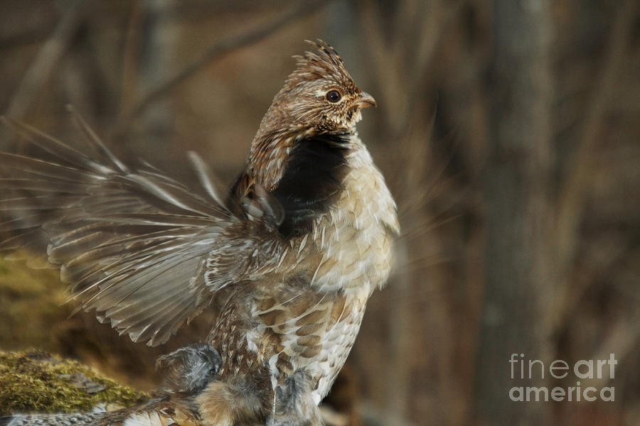 Ruffed Grouse Courtship Display #15 Photograph by Linda Freshwaters Arndt