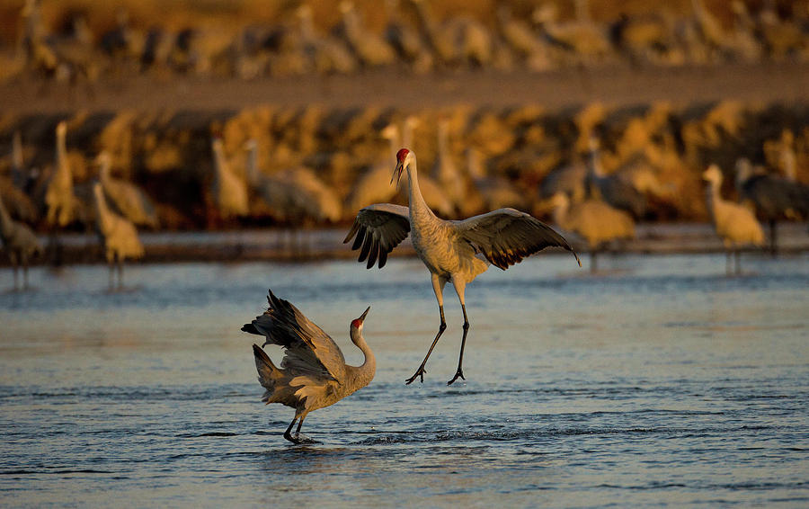 Sandhill Migration Photograph by Jeffrey Phelps - Fine Art America