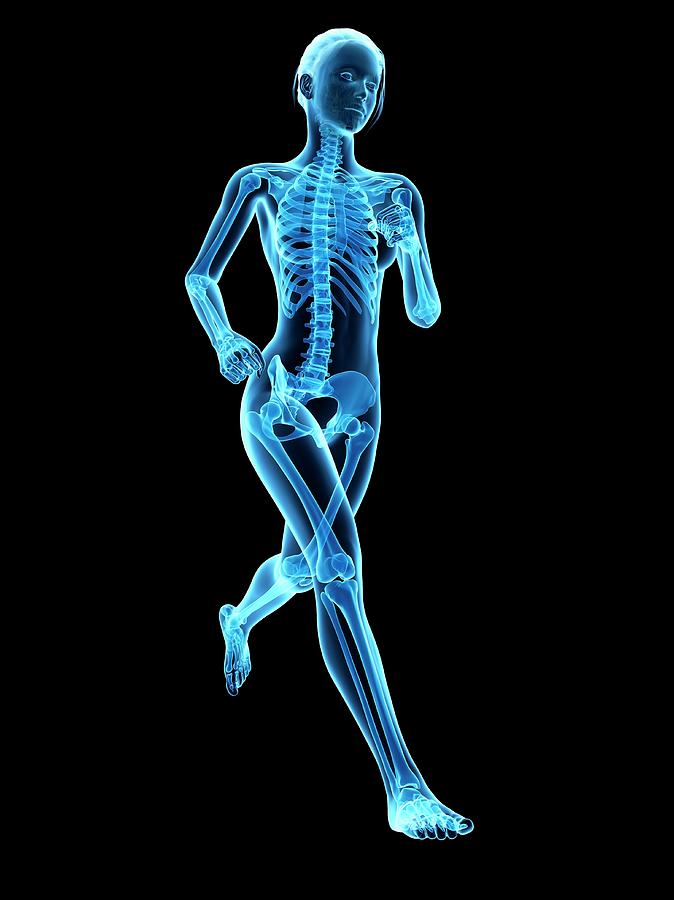 Skeletal System Of A Runner #15 Photograph by Sebastian Kaulitzki