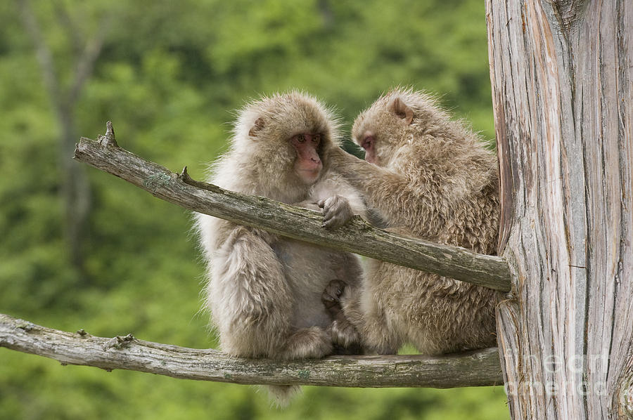Snow Monkeys, Japan #15 Photograph by John Shaw