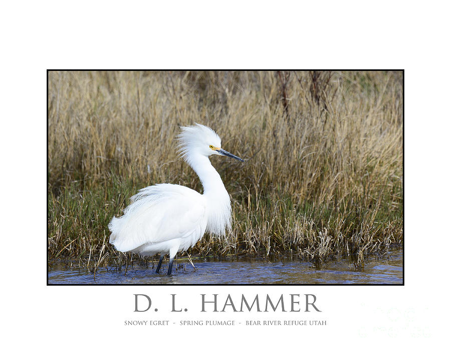 Snowy Egret #15 Photograph by Dennis Hammer