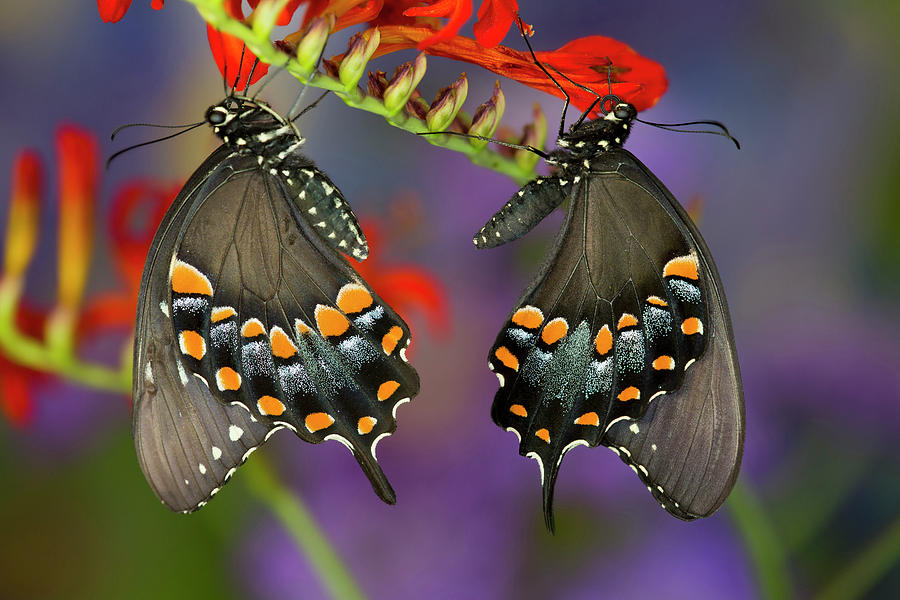 Butterfly Photograph - Spicebush Swallowtail Butterfly #15 by Darrell Gulin