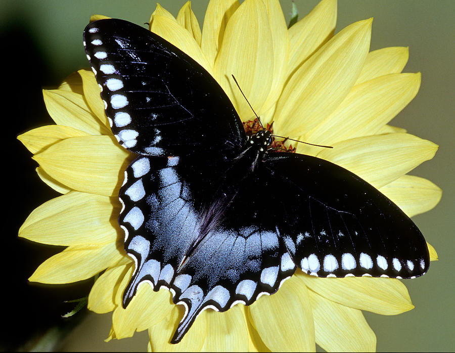Spicebush Swallowtail Butterfly #15 Photograph by Millard H. Sharp