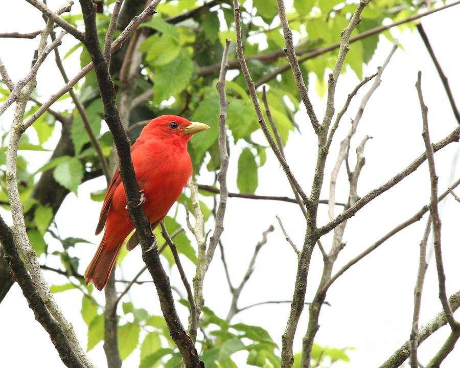 Summer Tanager #15 Photograph by Jack R Brock