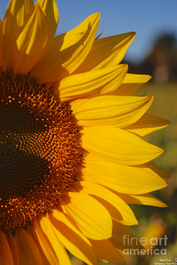 Sunflower #15 Photograph by Mark Dodd