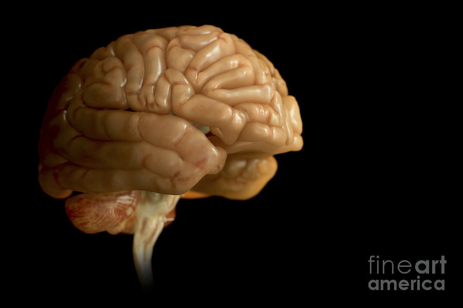 The Human Brain #15 Photograph by Science Picture Co