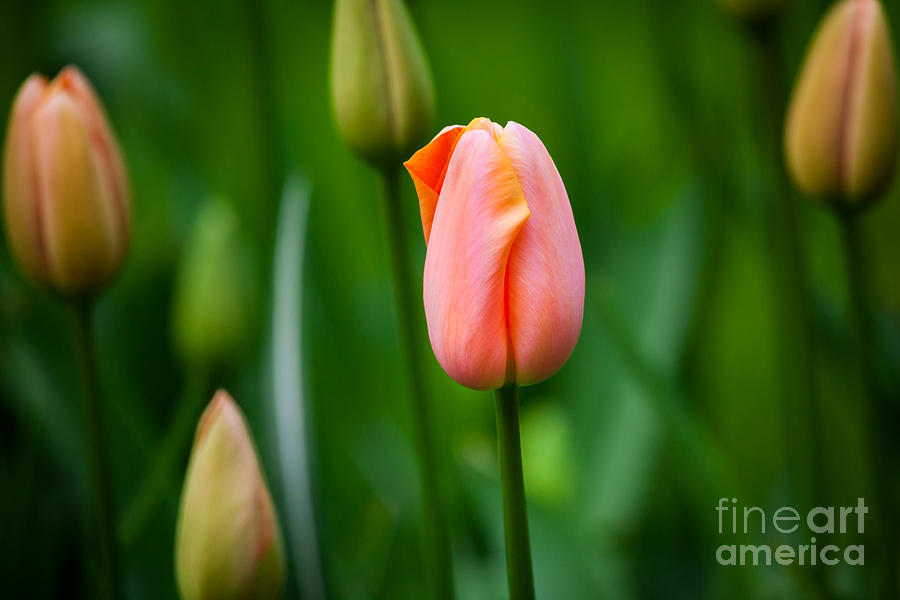 Tulips by Katka Pruskova Tulips by Katka Pruskova