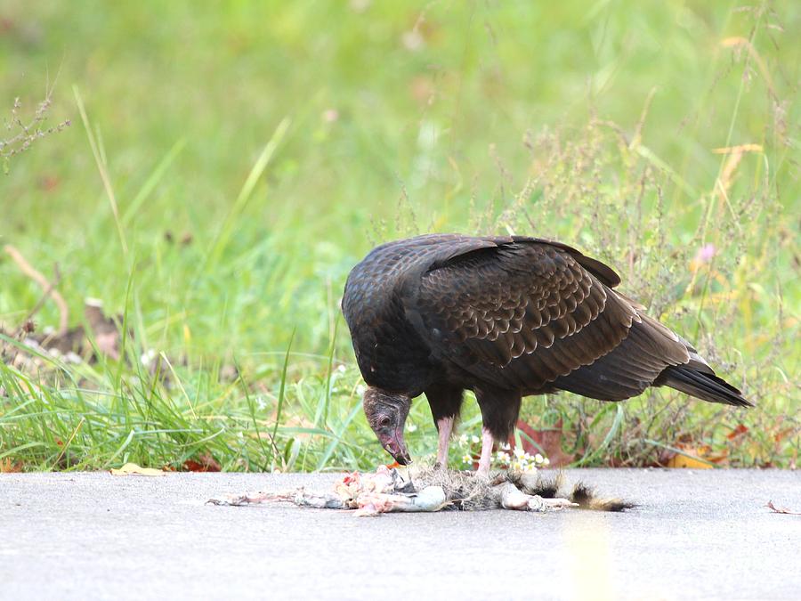 Turkey Vulture #15 Photograph by Jack R Brock