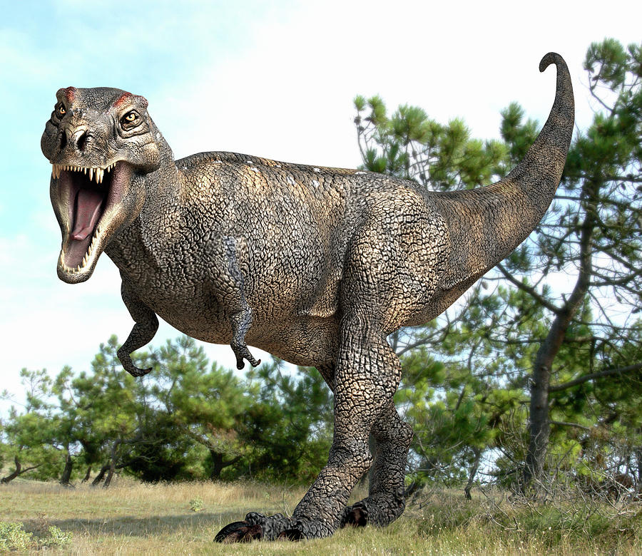 Tyrannosaurus Rex Dinosaur Photograph by Roger Harris