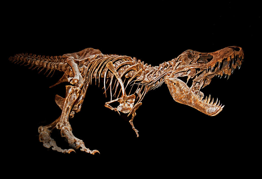 Tyrannosaurus Rex #15 Photograph by Millard H. Sharp
