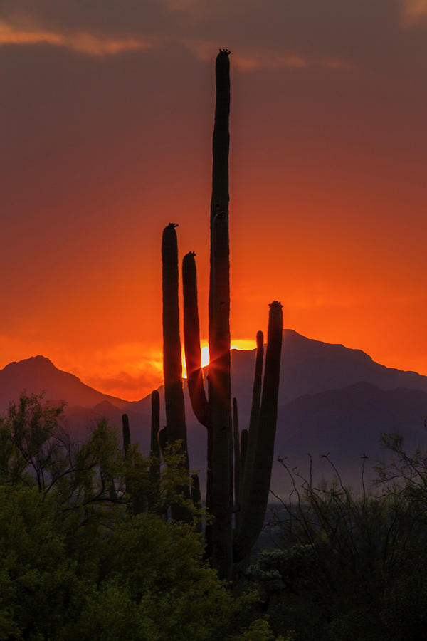 USA, Arizona, Saguaro National Park #15 Photograph by Jaynes Gallery