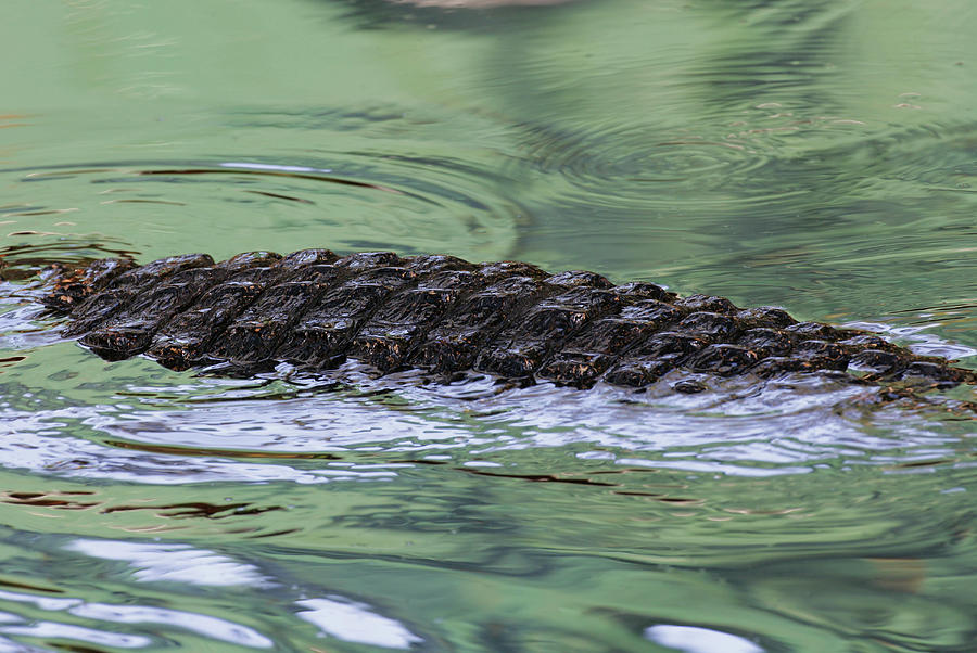 Alligator Photograph - USA, Florida, St #15 by Jaynes Gallery