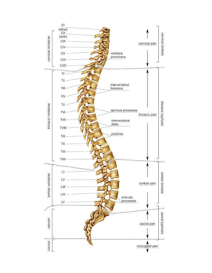 Vertebral Column #15 Photograph by Asklepios Medical Atlas