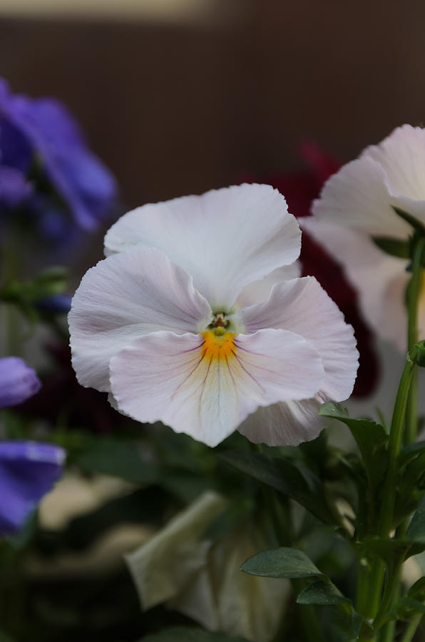 Flower Photograph - Viola Tricolor Heartsease #15 by Michael Goyberg