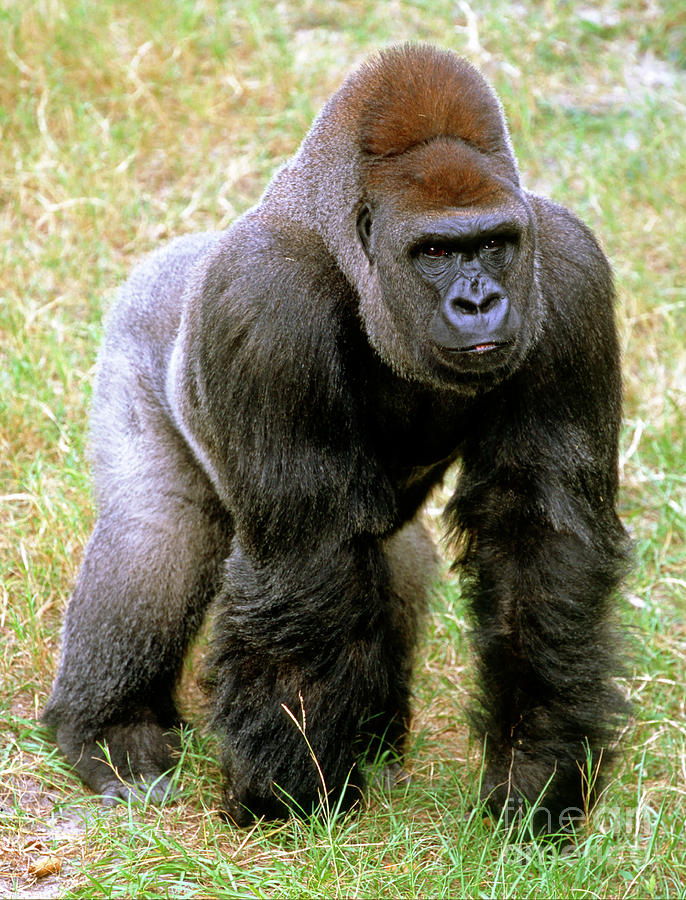 Western Lowland Gorilla #15 Photograph by Millard H. Sharp