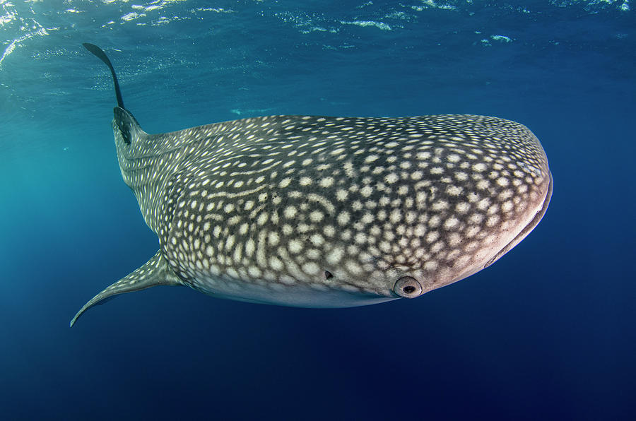 Bay Photograph - Whale Shark, Cenderawasih Bay, West by Pete Oxford Bay Photograph - Whale Shark, Cenderawasih Bay, West by Pete Oxford