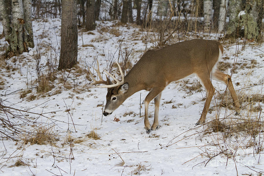 White Tailed Deer In Winter Photograph By Linda Freshwaters Arndt