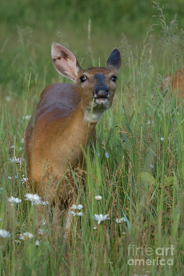 White-tailed Doe #15 Photograph by Linda Freshwaters Arndt
