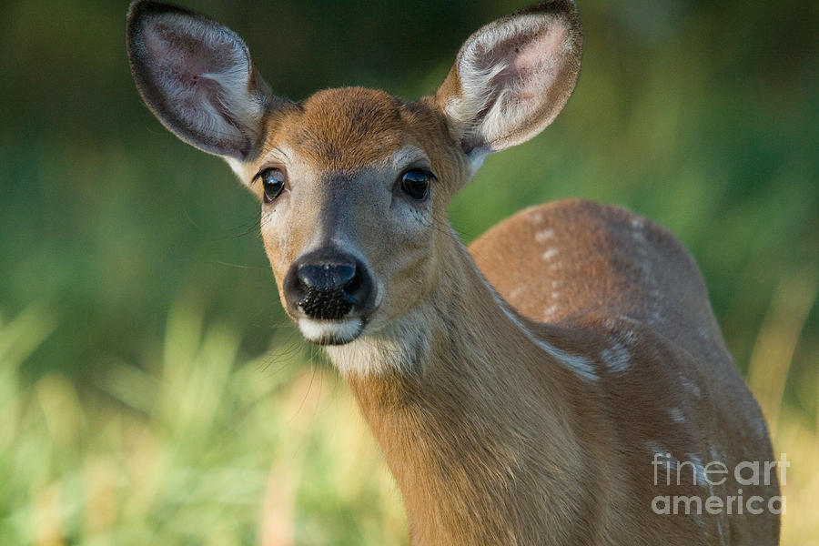 Deer Photograph - White-tailed Fawn #15 by Linda Freshwaters Arndt