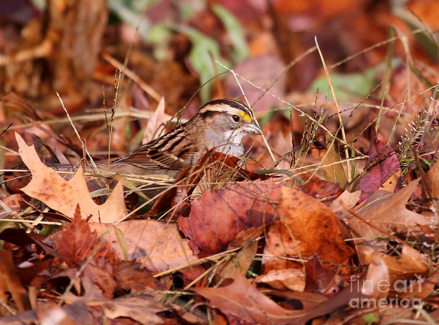 White-throated Sparrow #15 Photograph by Jack R Brock