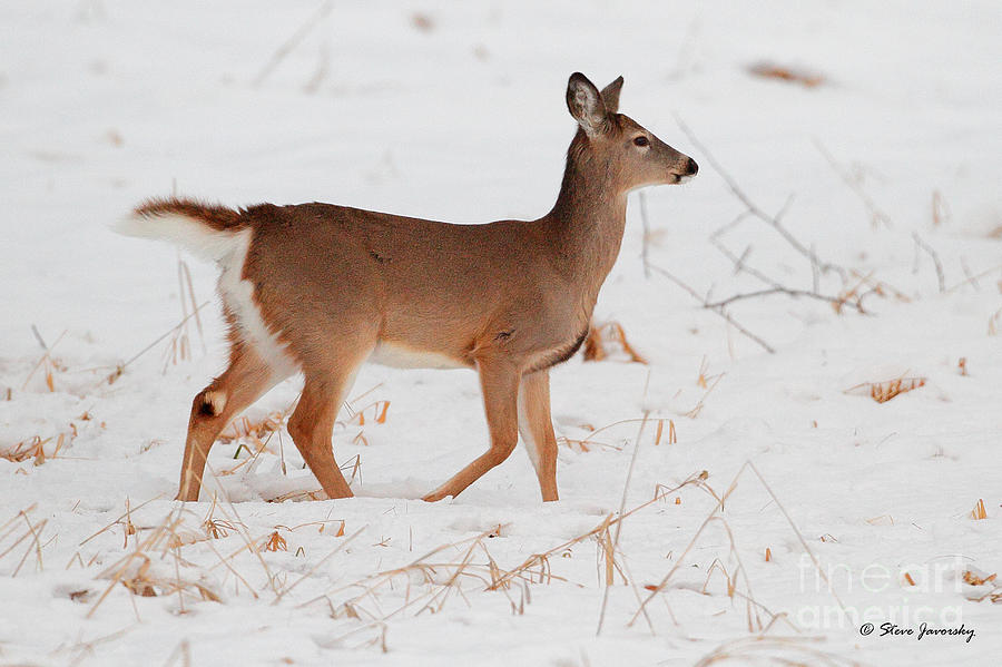 Whitetail Deer #15 Photograph by Steve Javorsky