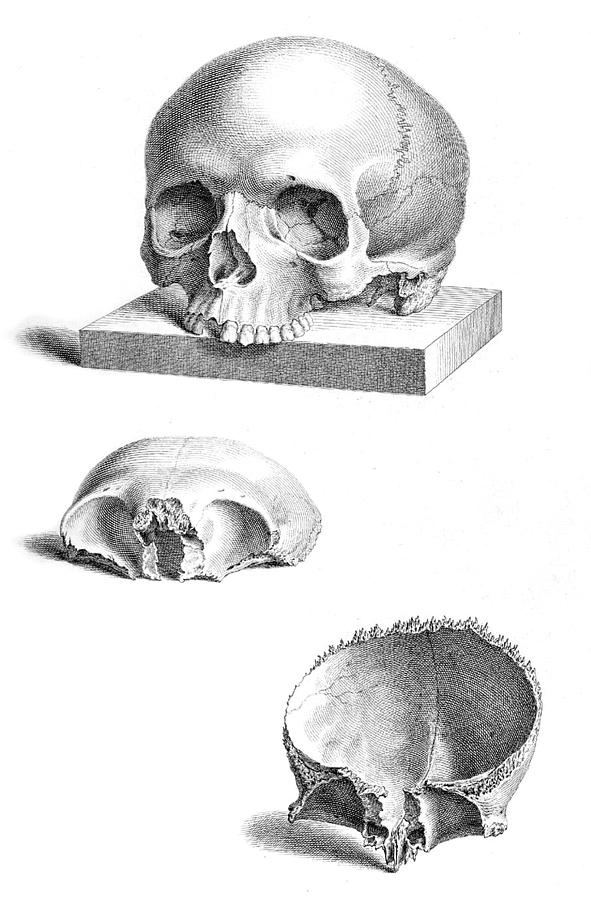 William Cheselden, Osteographia, 1733 #15 Photograph by Science Source