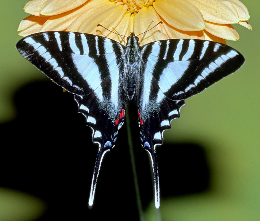 Zebra Swallowtail Butterfly #15 Photograph by Millard H. Sharp