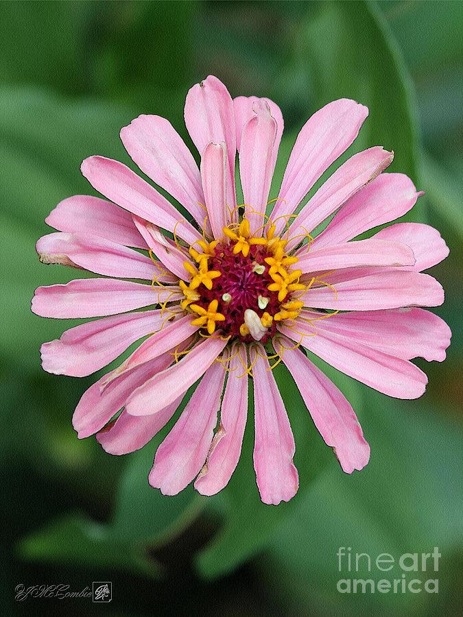 Flower Painting - Zinnia from the Whirlygig Mix #15 by J McCombie