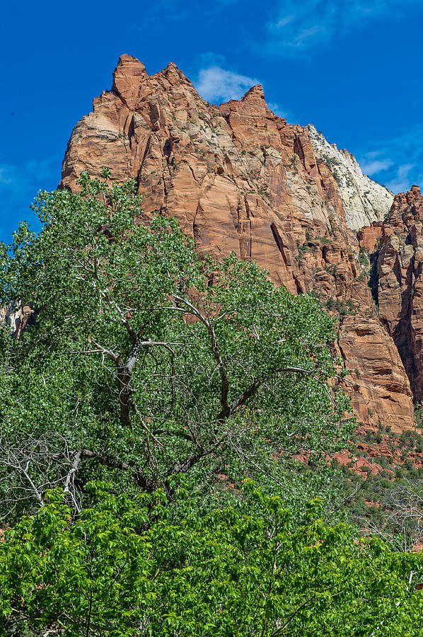 Zion National Park #15 Photograph by Willie Harper