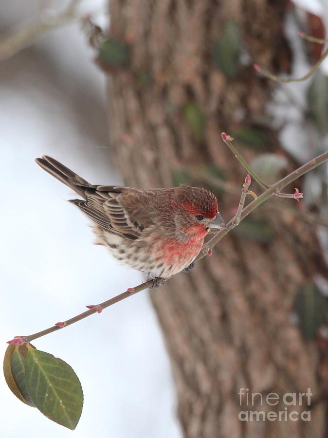 House Finch #150 Photograph by Jack R Brock