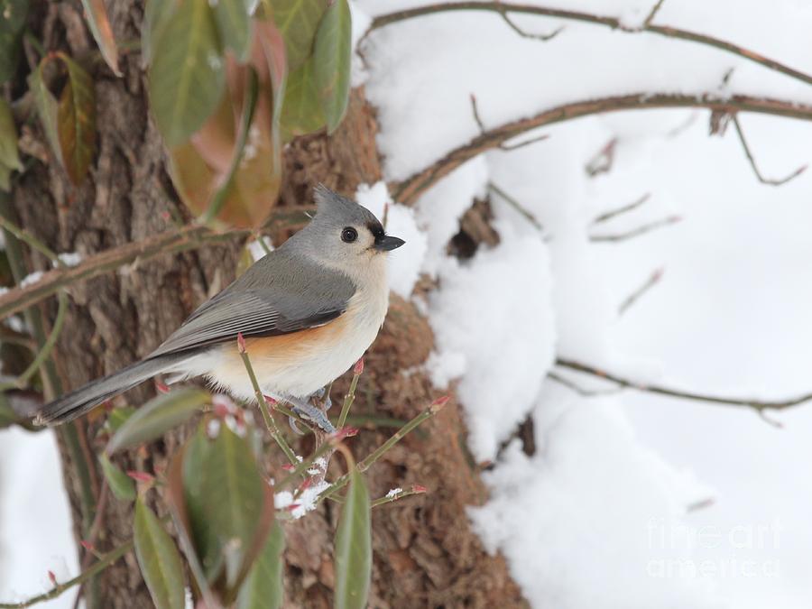 Tufted Titmouse #150 Photograph by Jack R Brock