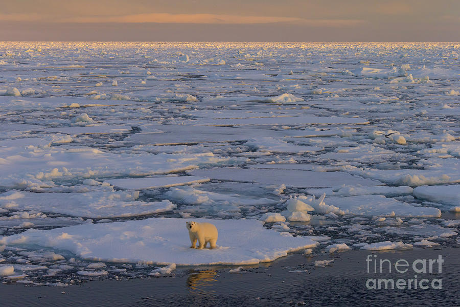 Polar Bear on Pack Ice at Sunset Photograph by Arterra Picture Library