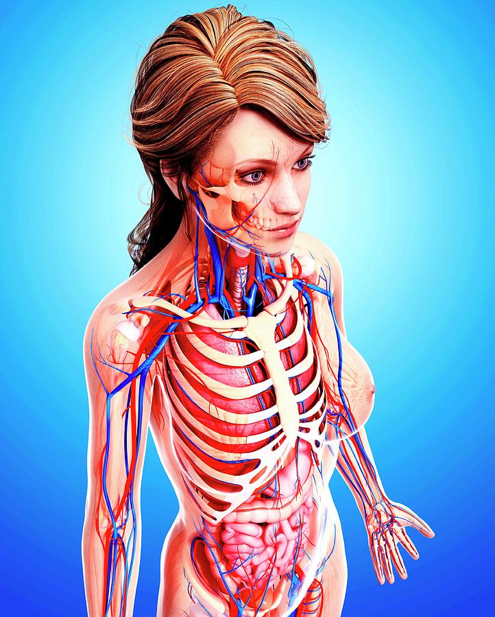 Female Anatomy Photograph by Pixologicstudio/science Photo Library ...